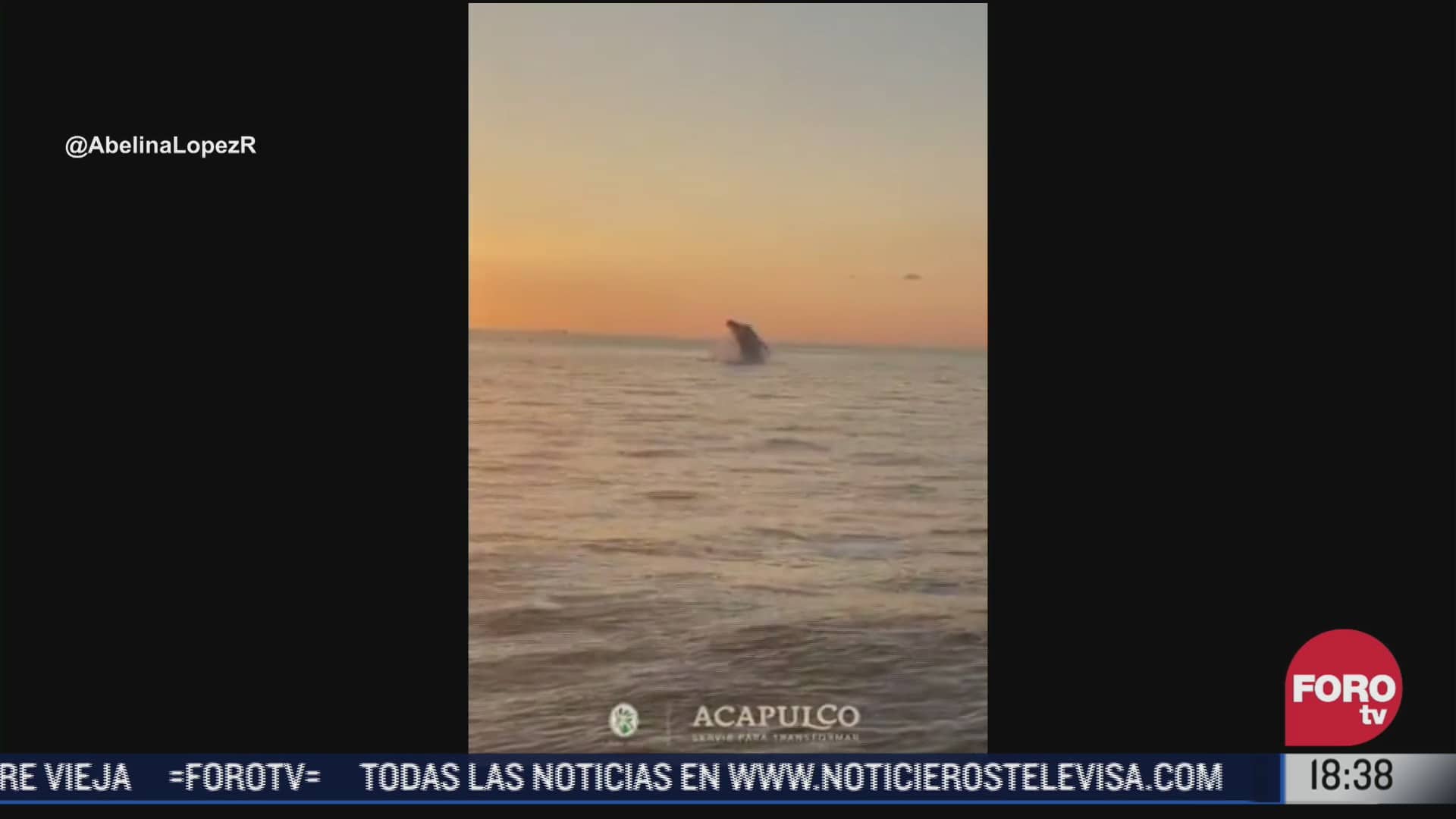captan a ballenas cerca de puerto marques acapulco