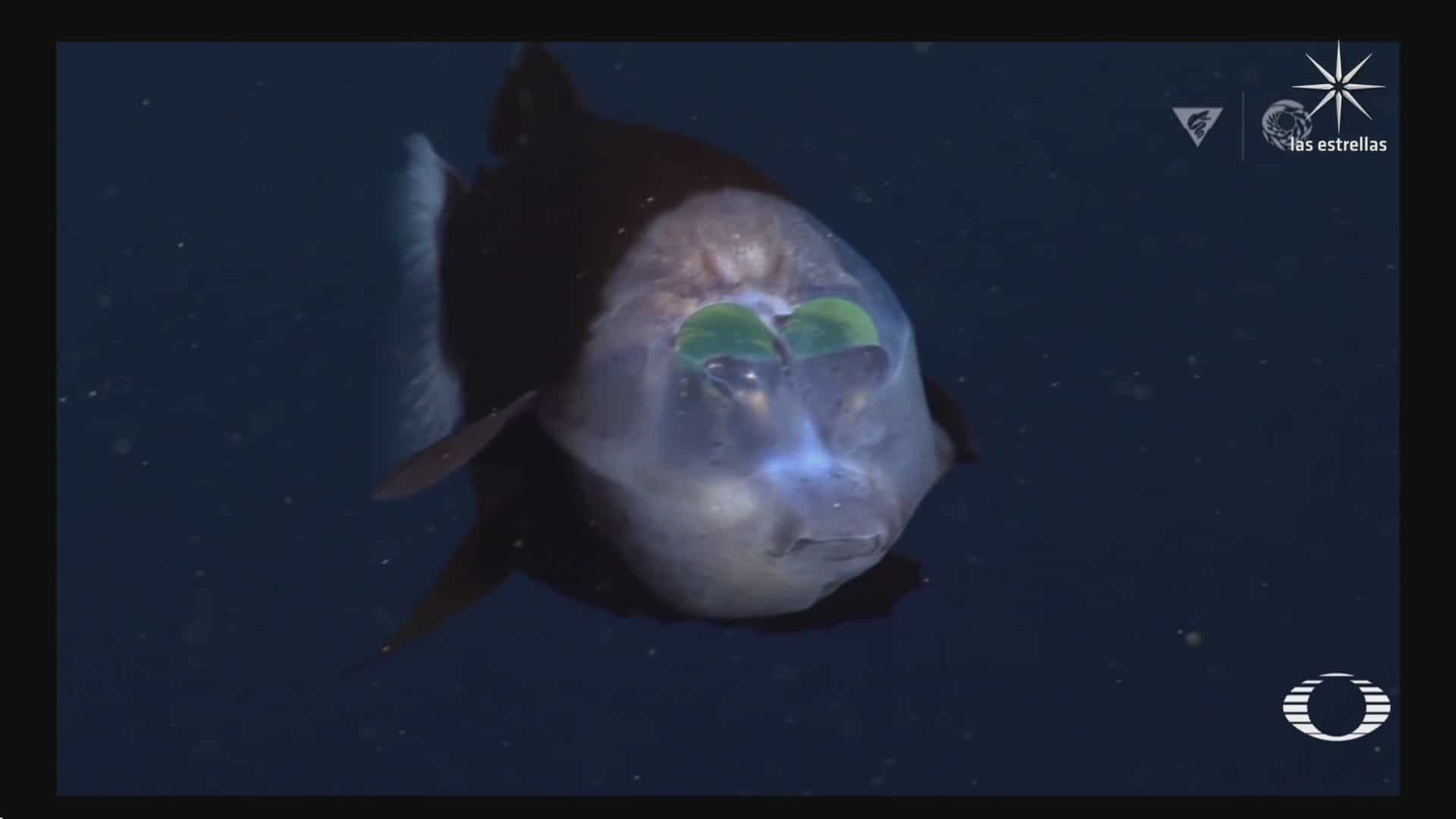 captan a extrano pez de cabeza traslucida en oceano pacifico