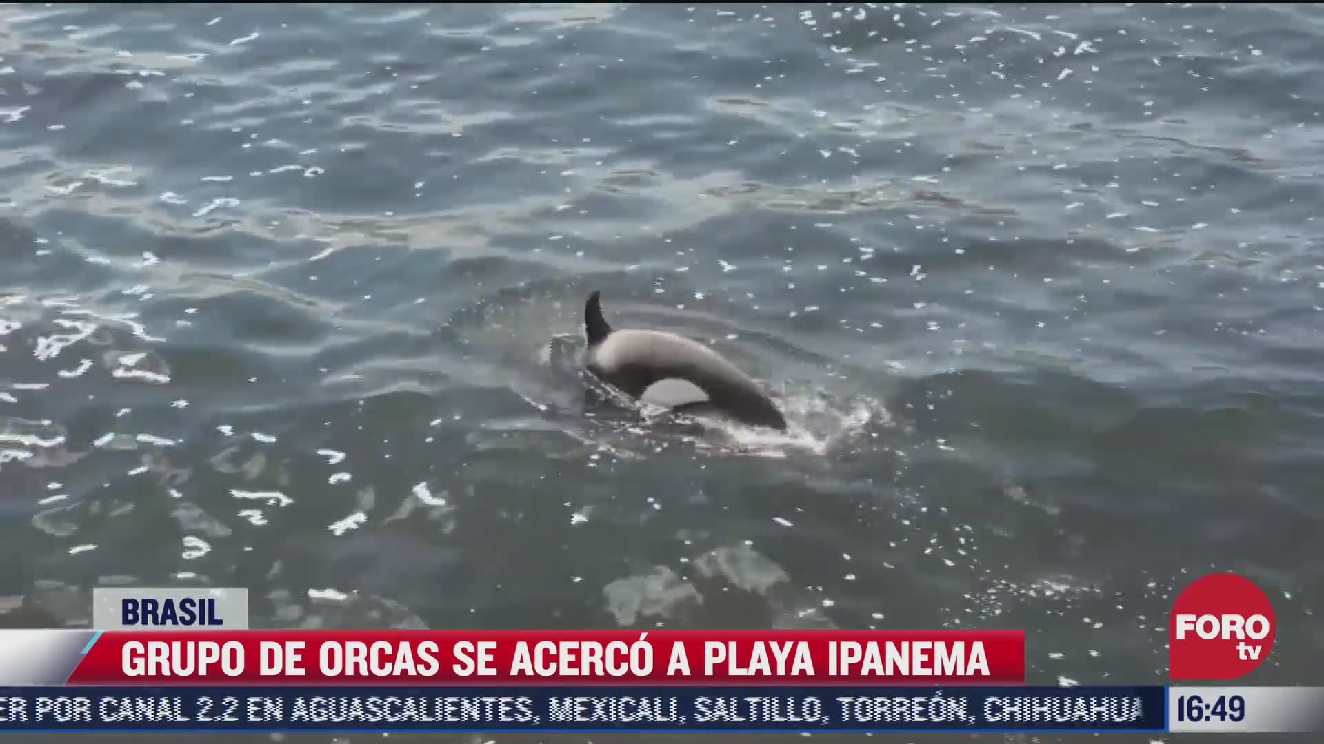 captan orcas cerca de la playa ipanema en brasil