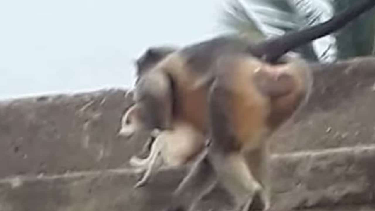 Capturan dos monos que participaron en masacre de 250 perros