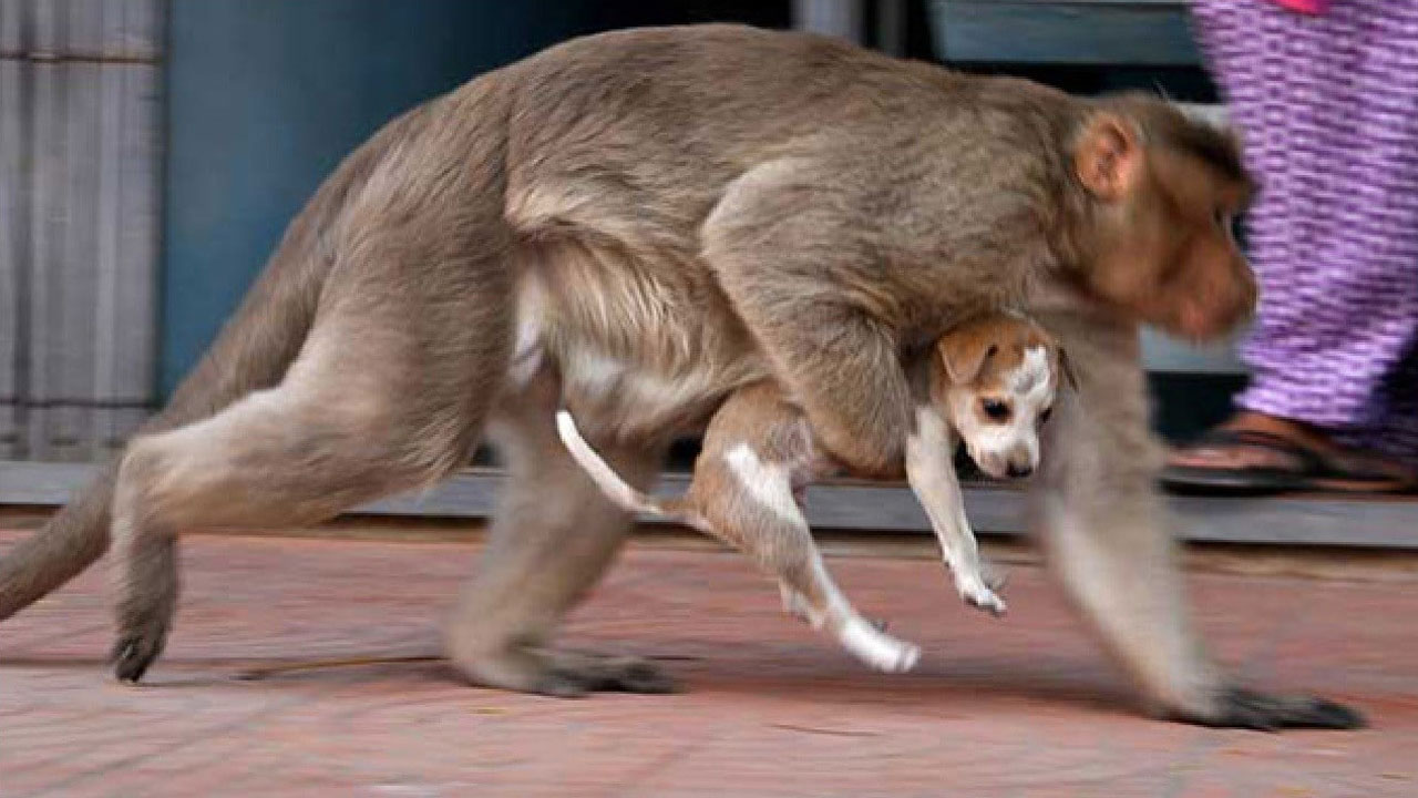 Capturan dos monos que participaron en masacre de 250 perros
