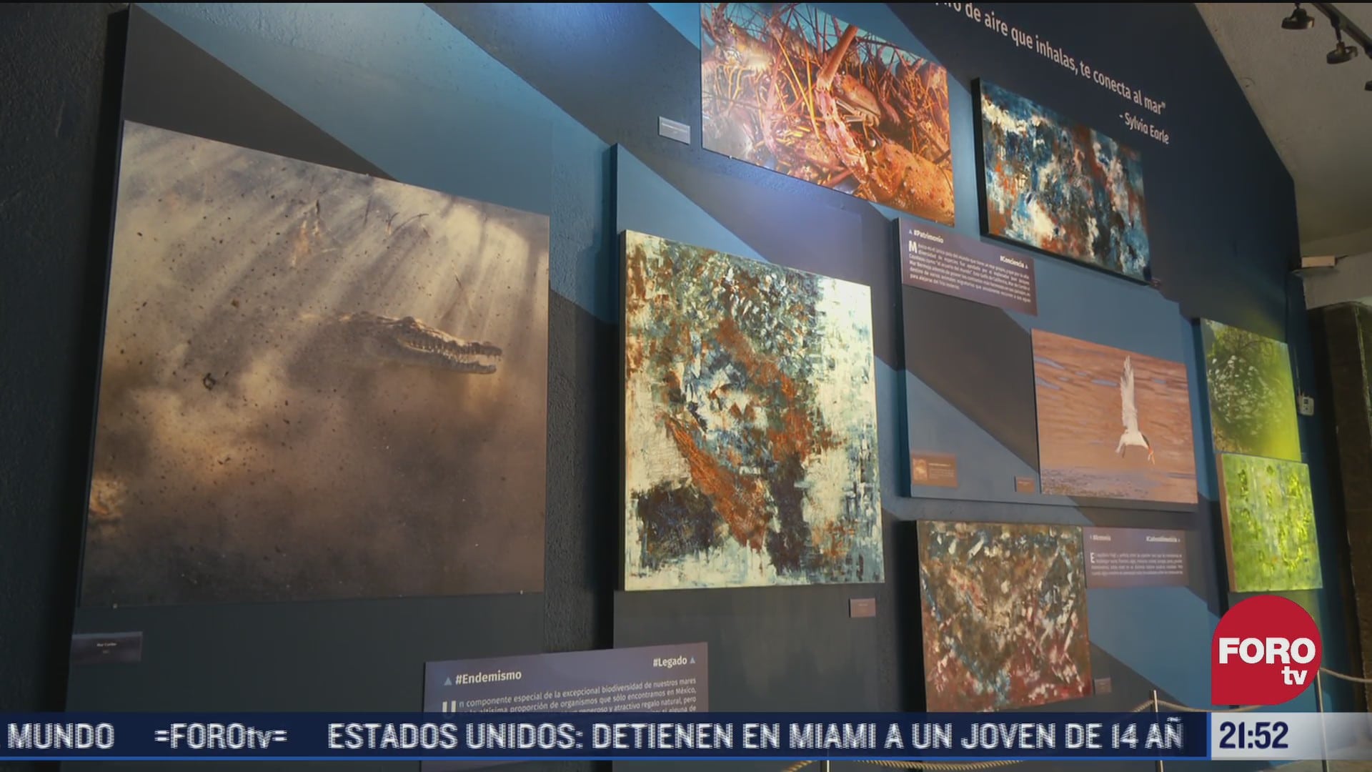 ciencia biologia y arte plasmadas en exposicion de mares mexicanos