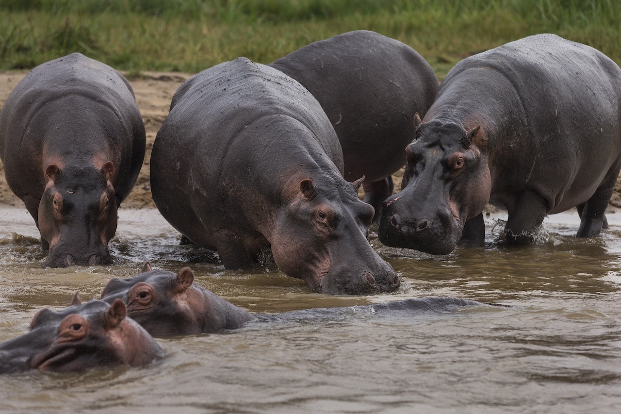 Un grupo de hipopótamos (Getty Images)