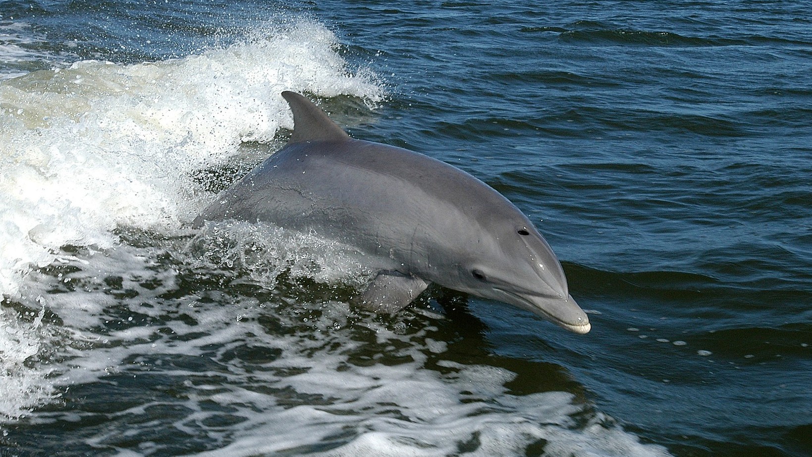 Hallan muerto as delfín en Playa Delfines, muy cerca de Puerto EscondidoHallan muerto as delfín en Playa Delfines, muy cerca de Puerto Escondido