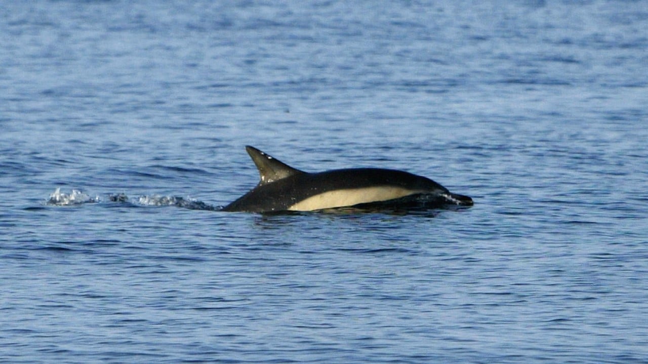 Rusia prohíbe caza industrial de ballenas y delfines; sigue vigente con fines recreativos