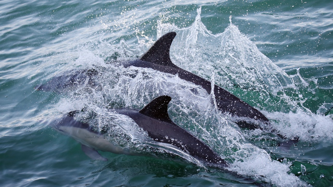 Mueren tres de siete delfines varados en costas de Veracruz