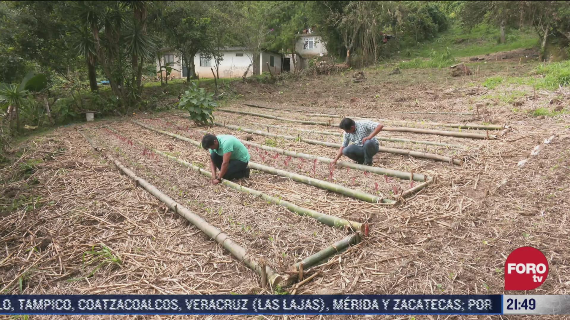 desarrollan en xalapa proyecto sustentable para siembra de arboles frutales