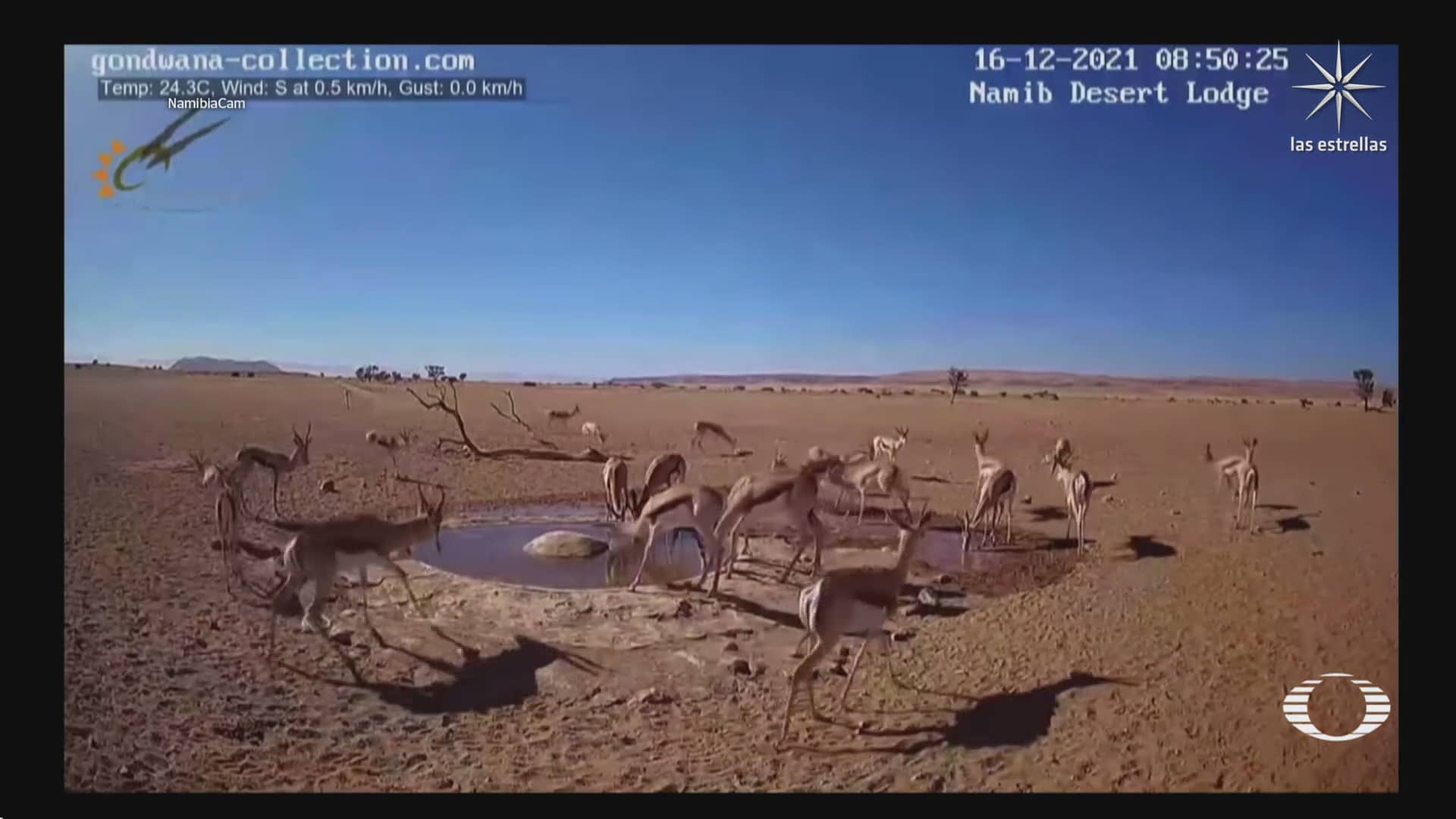 el abrevadero del desierto de namibia