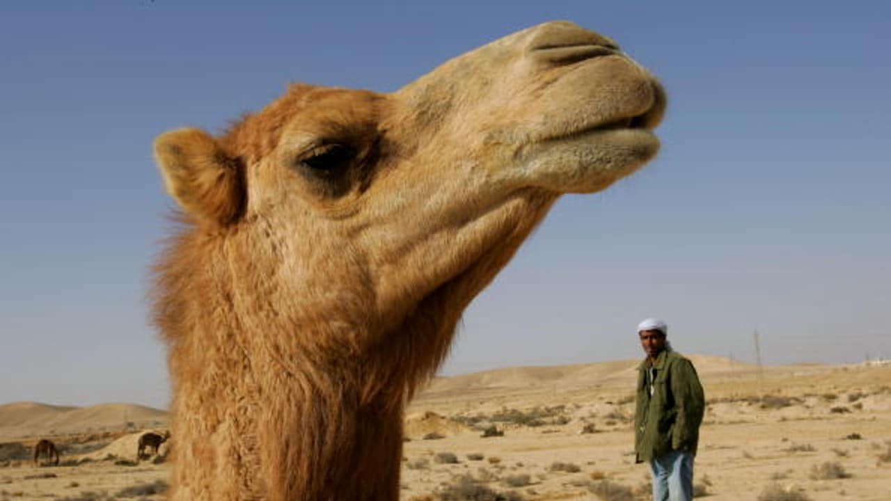 Arabia Saudí descalifica 43 camellos de concurso de belleza por llevar bótox.