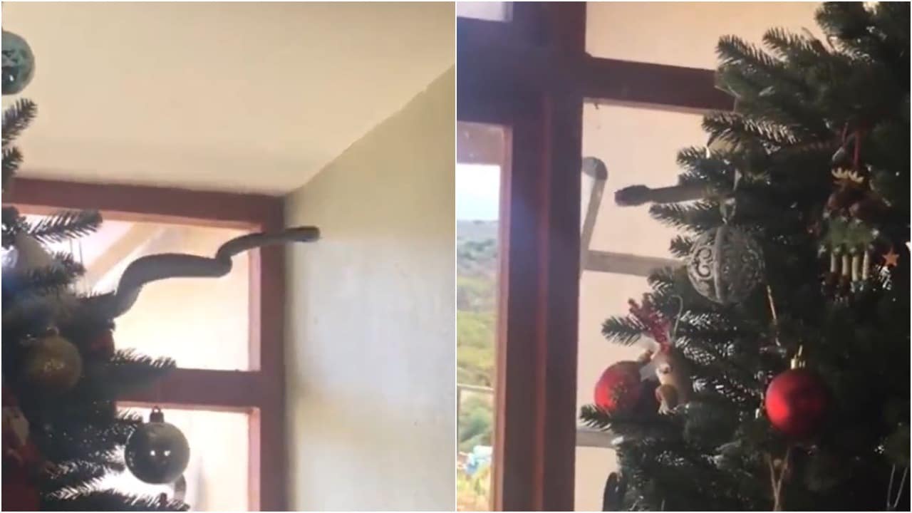Familia encuentra serpiente en su árbol de Navidad