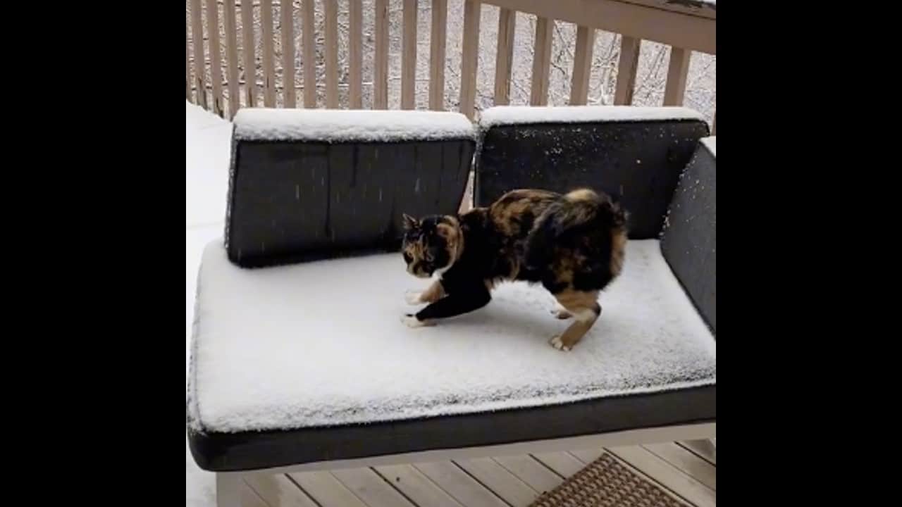 Gatito nieve reacción viral
