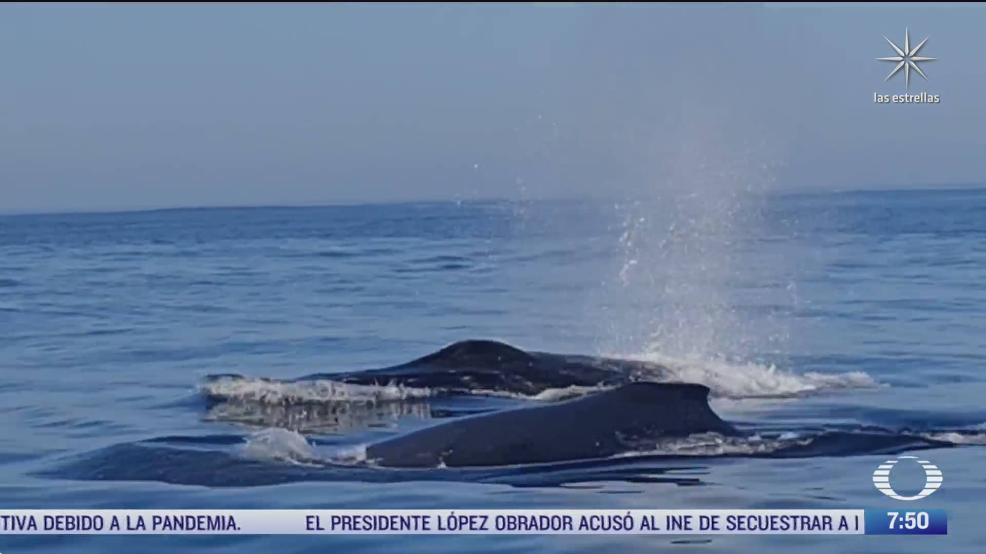 inicia espectacular avistamiento de ballenas en oaxaca