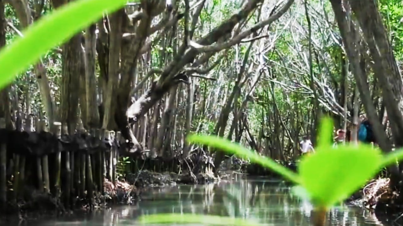 Reforestan manglares de la reserva Laguna de Términos, en Campeche