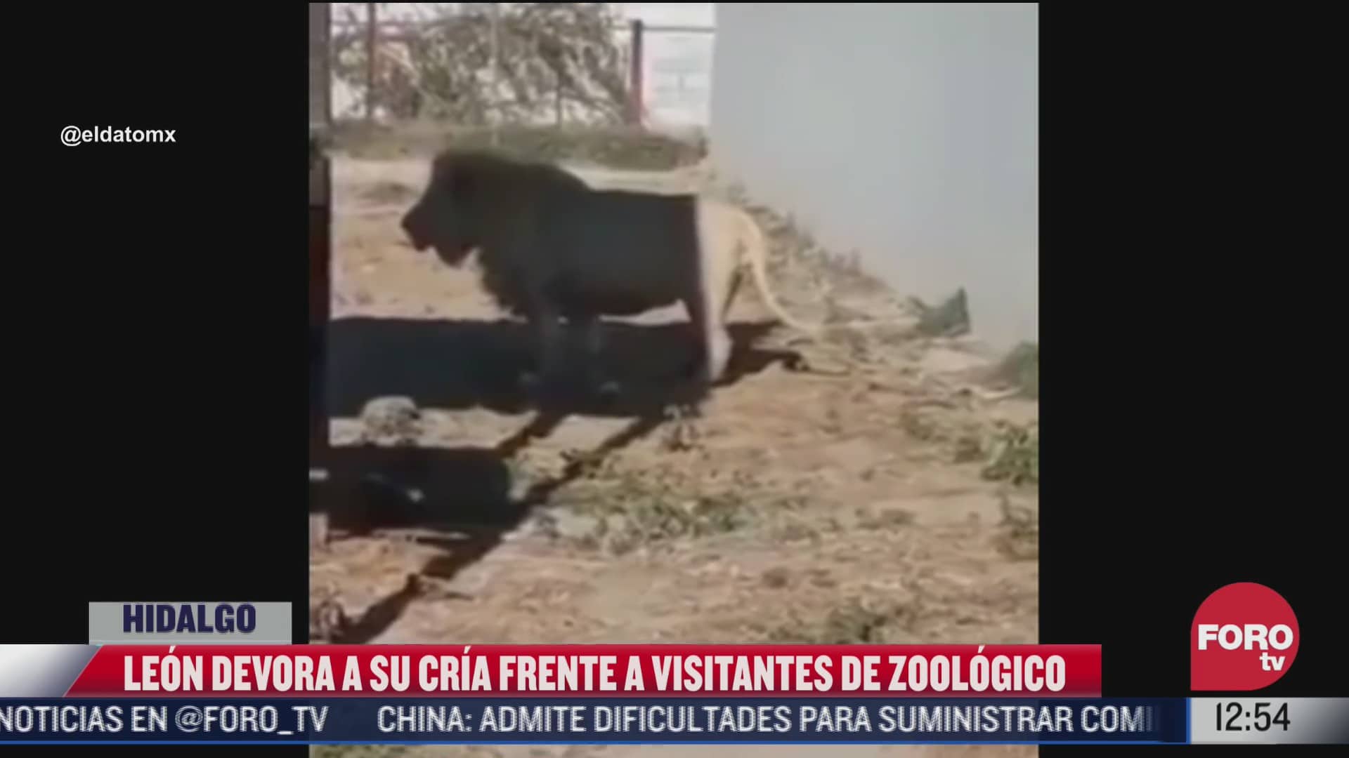 leon devora a su cria frente a visitantes de zoologico
