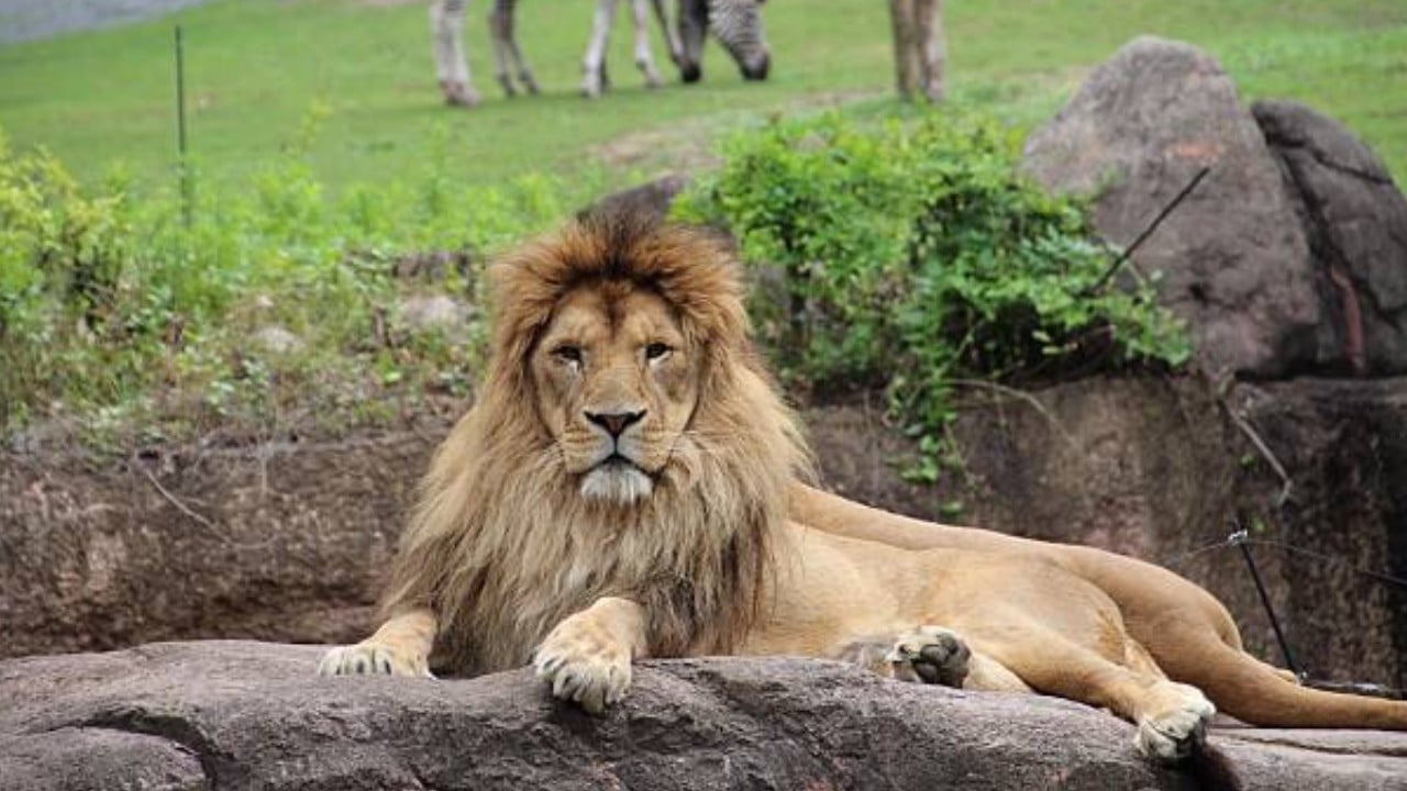 leon en zoologico getty images