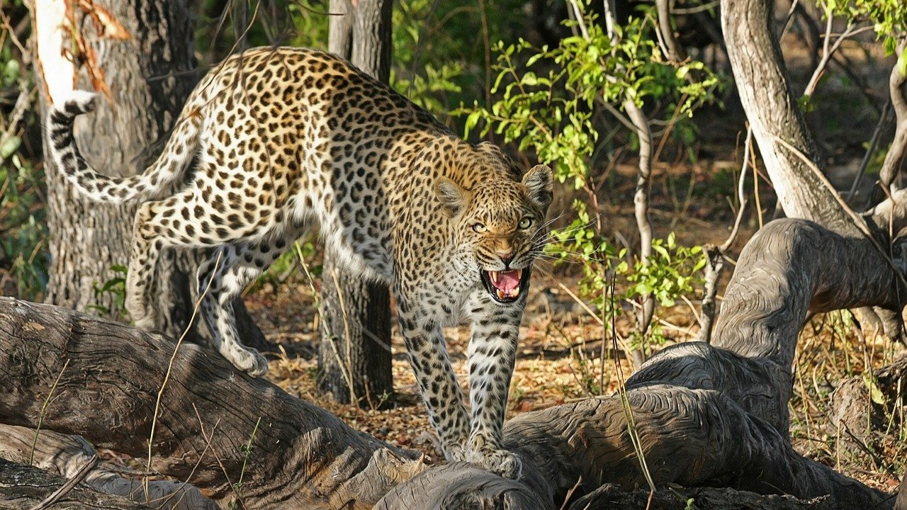 Leopardo se roba a niño en la India y mamá lo persigue hasta rescatarlo