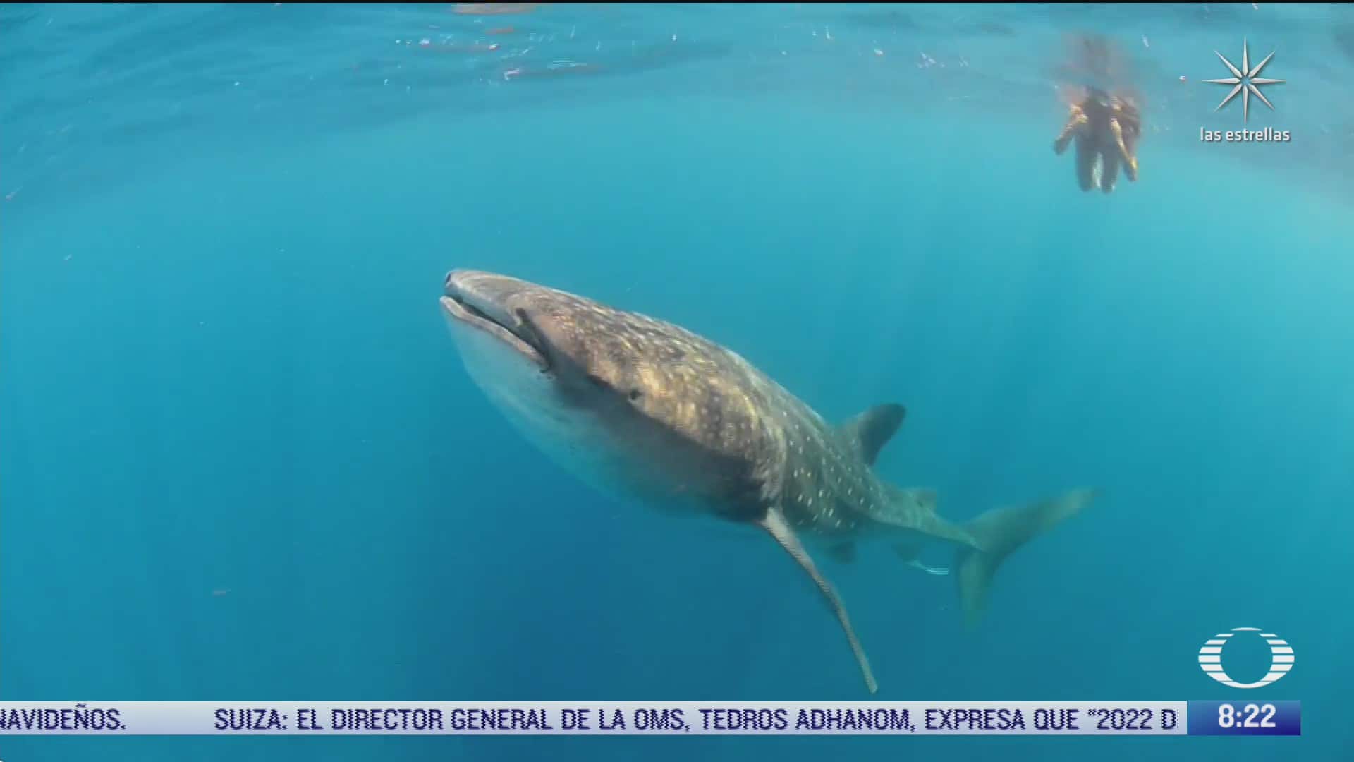 mexico uno de los paises que tiene tres areas protegidas para el tiburon ballena