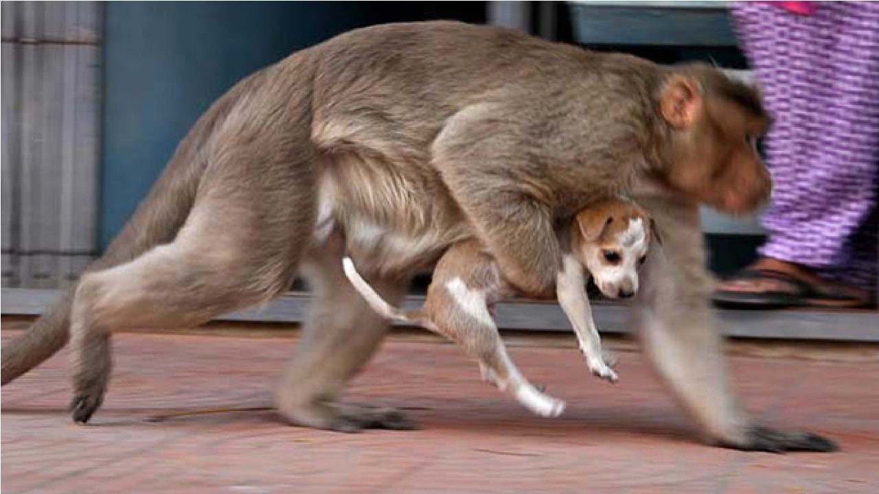 India: Monos matan a 250 perros arrojándolos por venganza