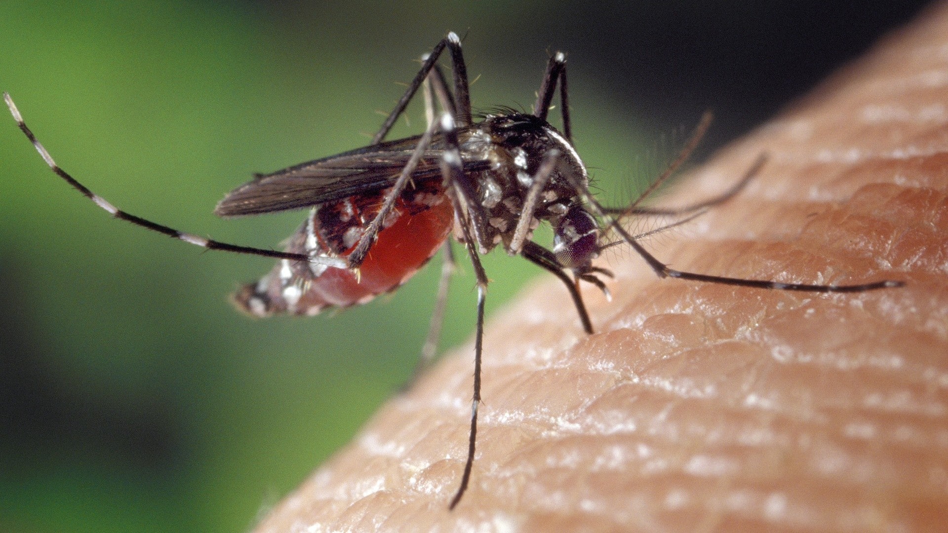 Casos de zika, chikunguña y dengue en México son 2.4 veces superiores a los reportados: Estudio