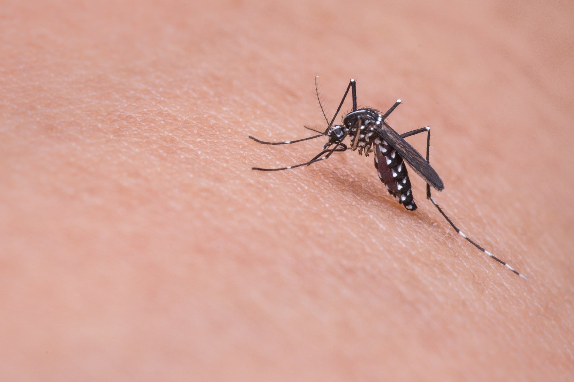 Confirman primer caso de paludismo en Oaxaca en casi una década