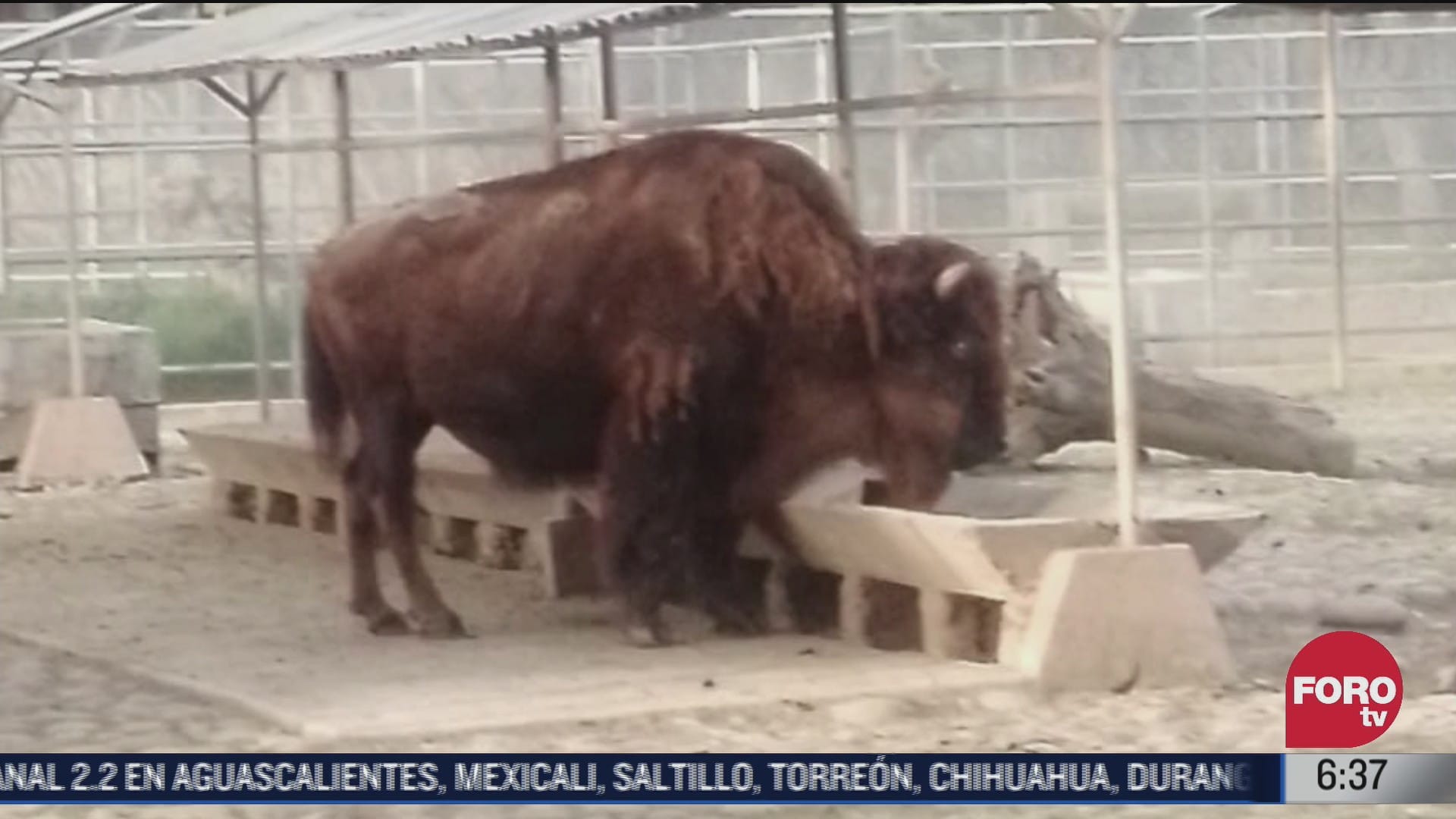 muere la diabla bisonte que habitaba en el zoologico de chapultepec cdmx