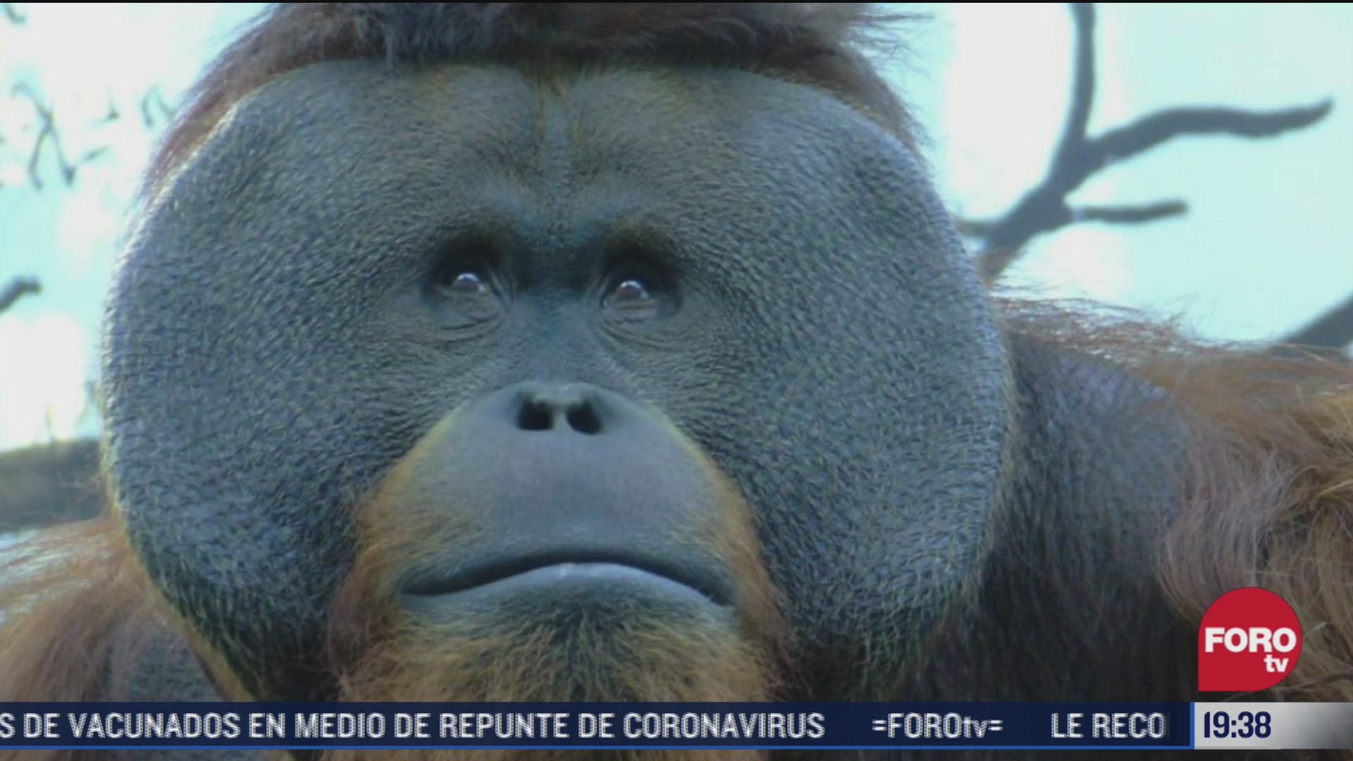 muere toto orangutan del zoologico de chapultepec
