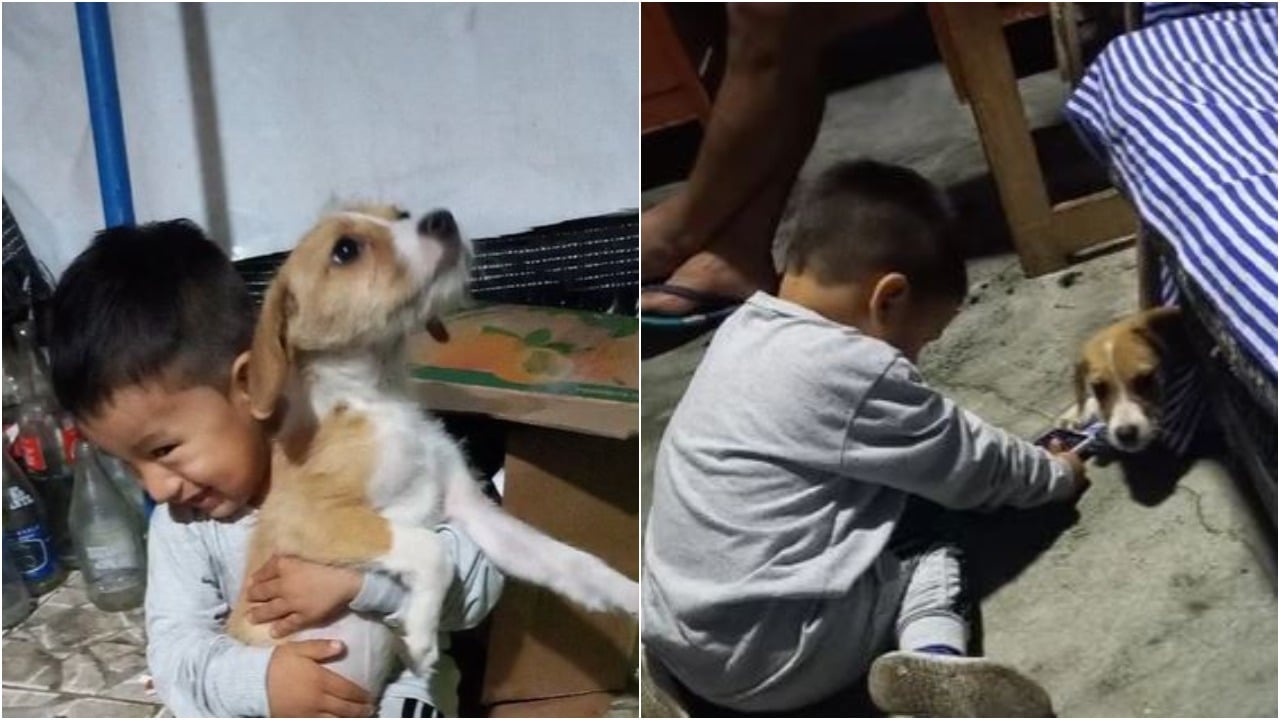 Niño llora por perro que conoció en la calle
