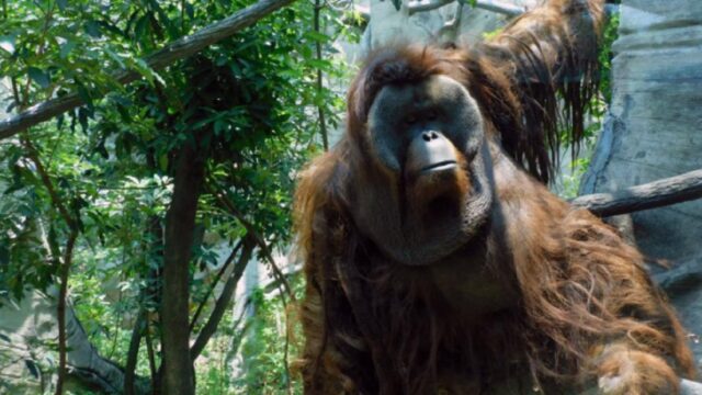 Muere ‘Toto’, famoso orangután del Zoológico de Chapultepec