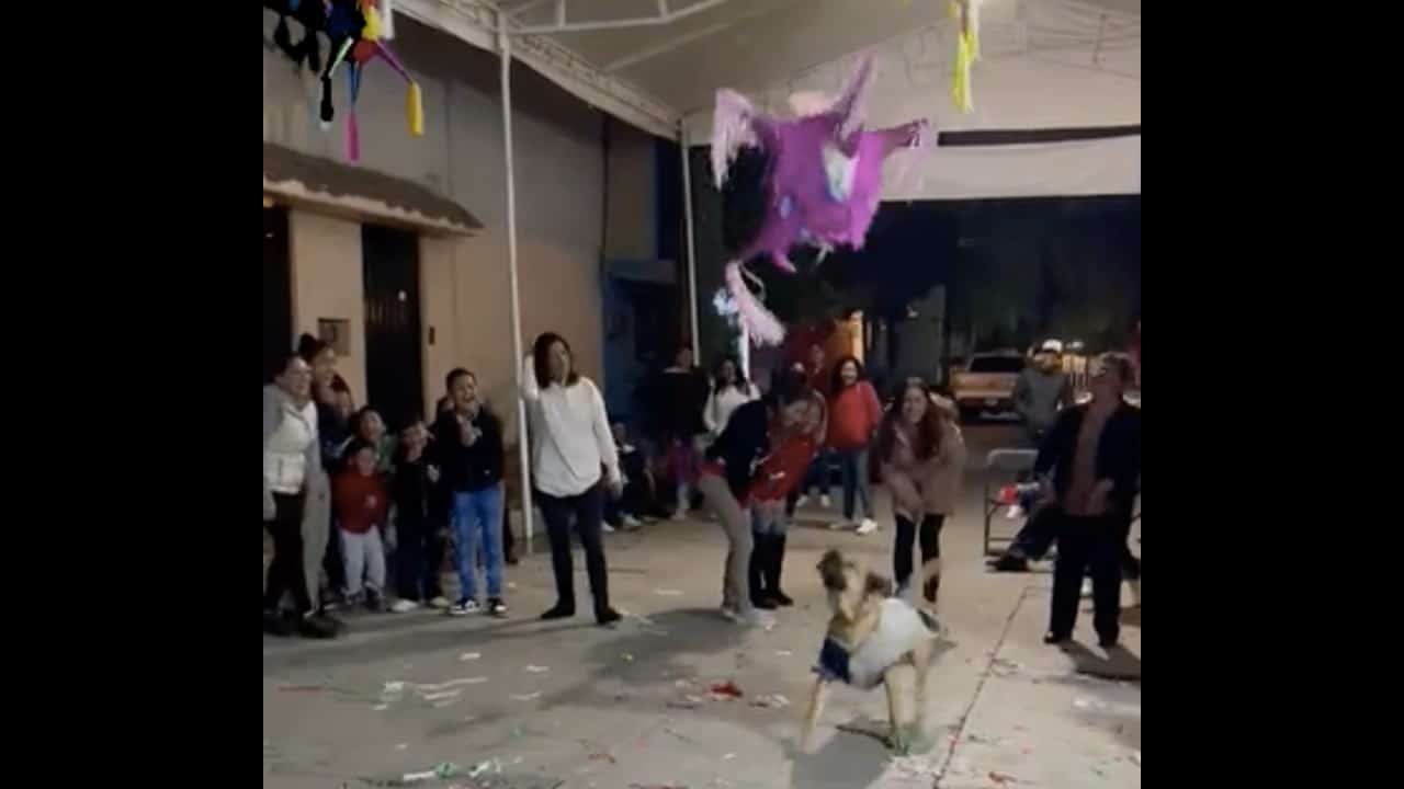 Perrito rompe piñata posada viral
