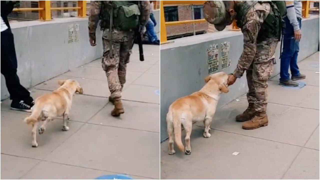 Perro sigue a militar para ser acariciado y video se hace viral