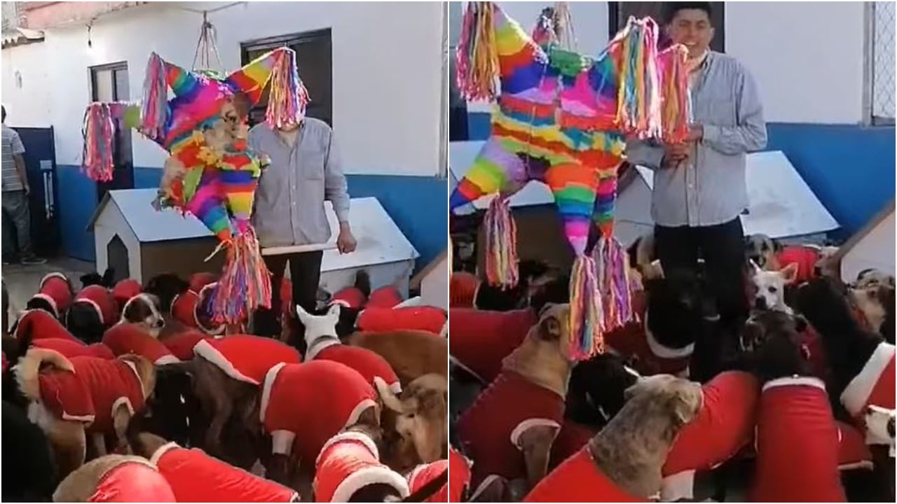 Perros disfrutan de posada con piñata y video es viral