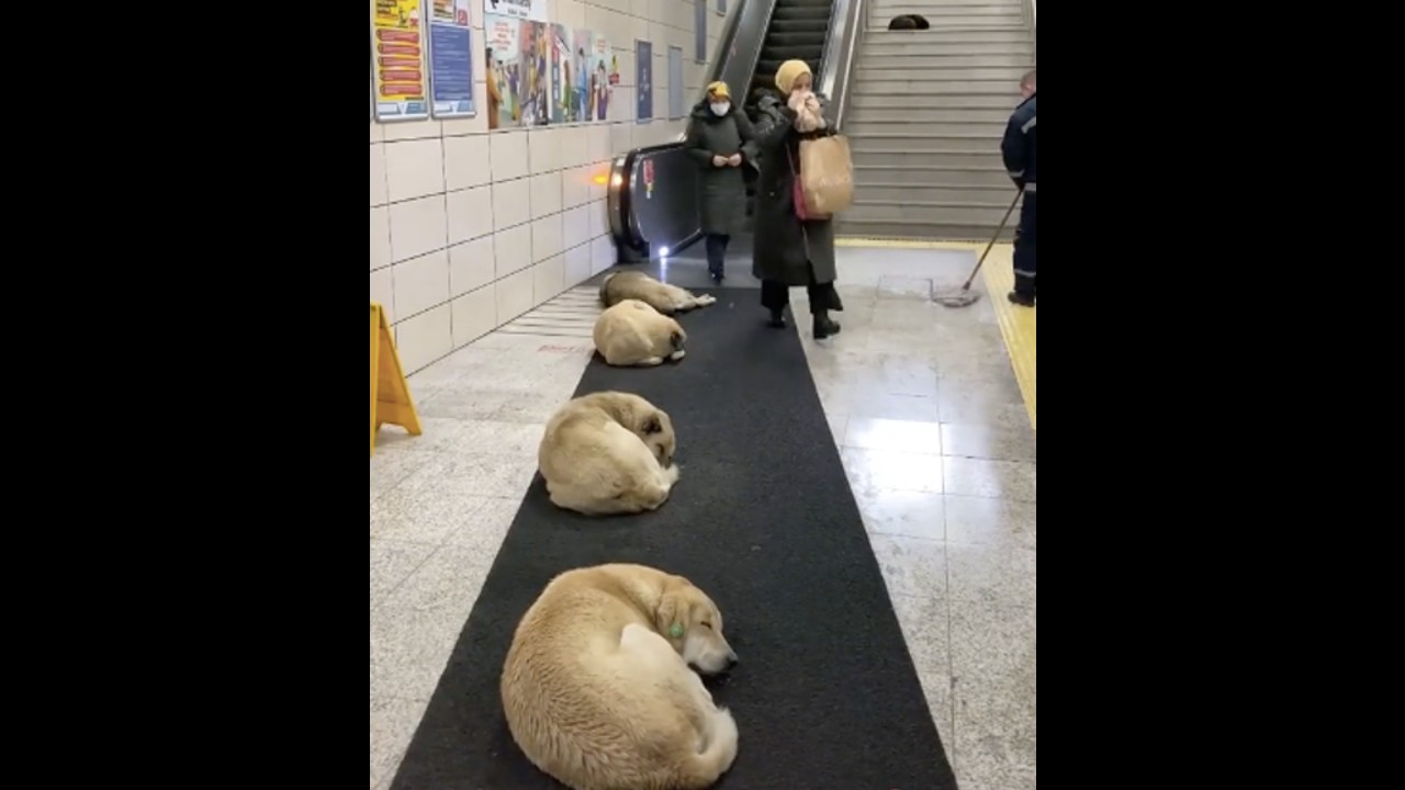 Perritos callejeros Metro Estambul