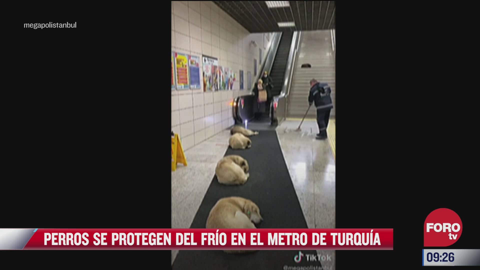 perros se protegen del frio en el metro de turquia