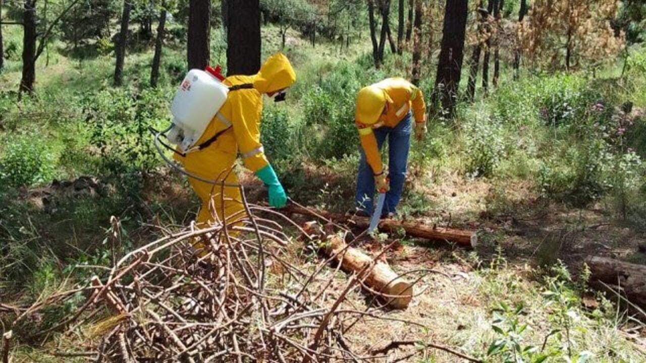 Plaga de gusano descortezador arrasa con miles de árboles en Hidalgo