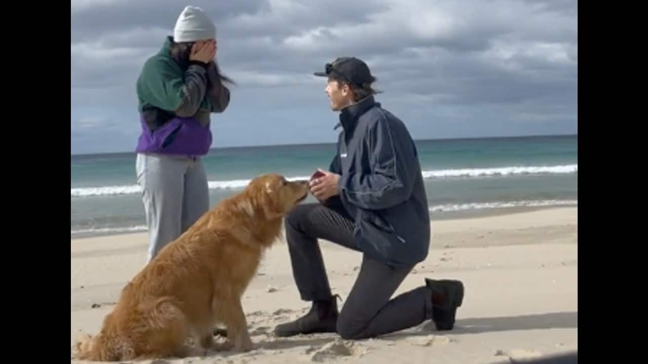 Video viral dueños comprometerse perrito