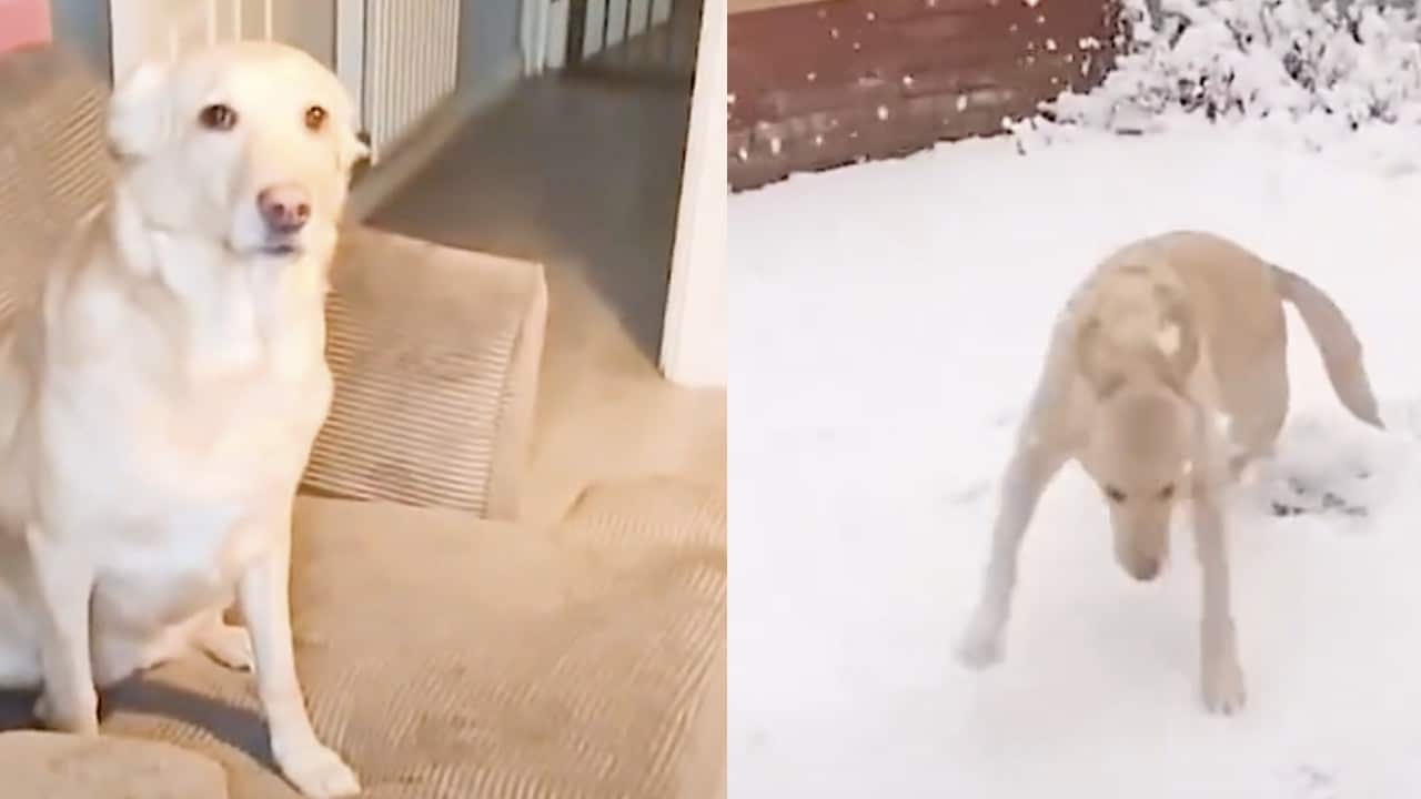 Video reacción perrito sale jugar nieve