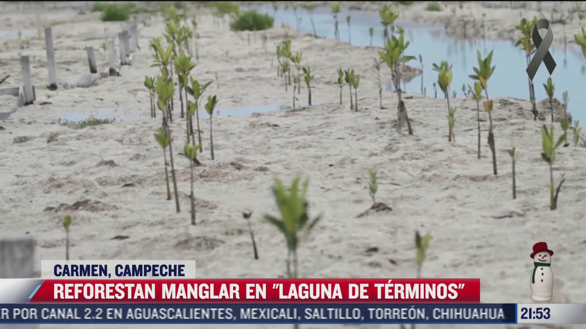 reforestan manglar en la reserva de laguna de terminos en campeche