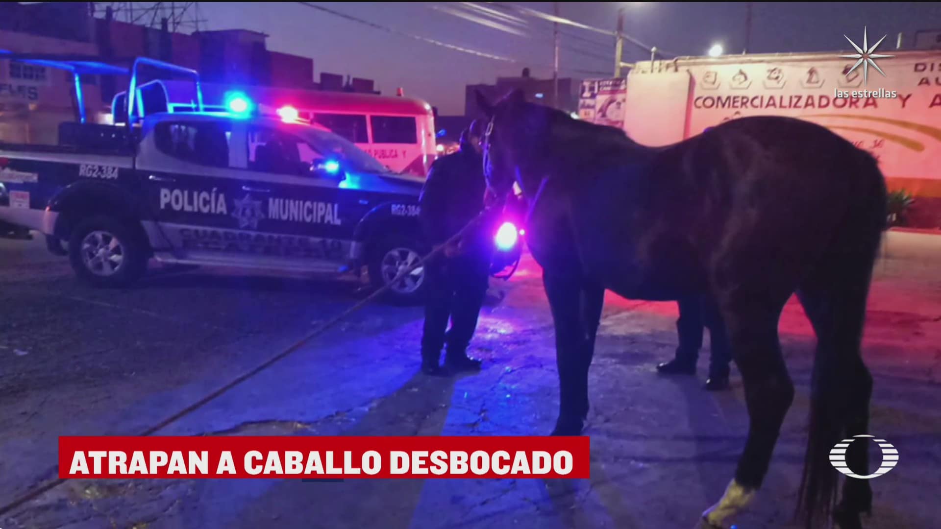 Rescatan a caballo que galopaba en la México-Pachuca