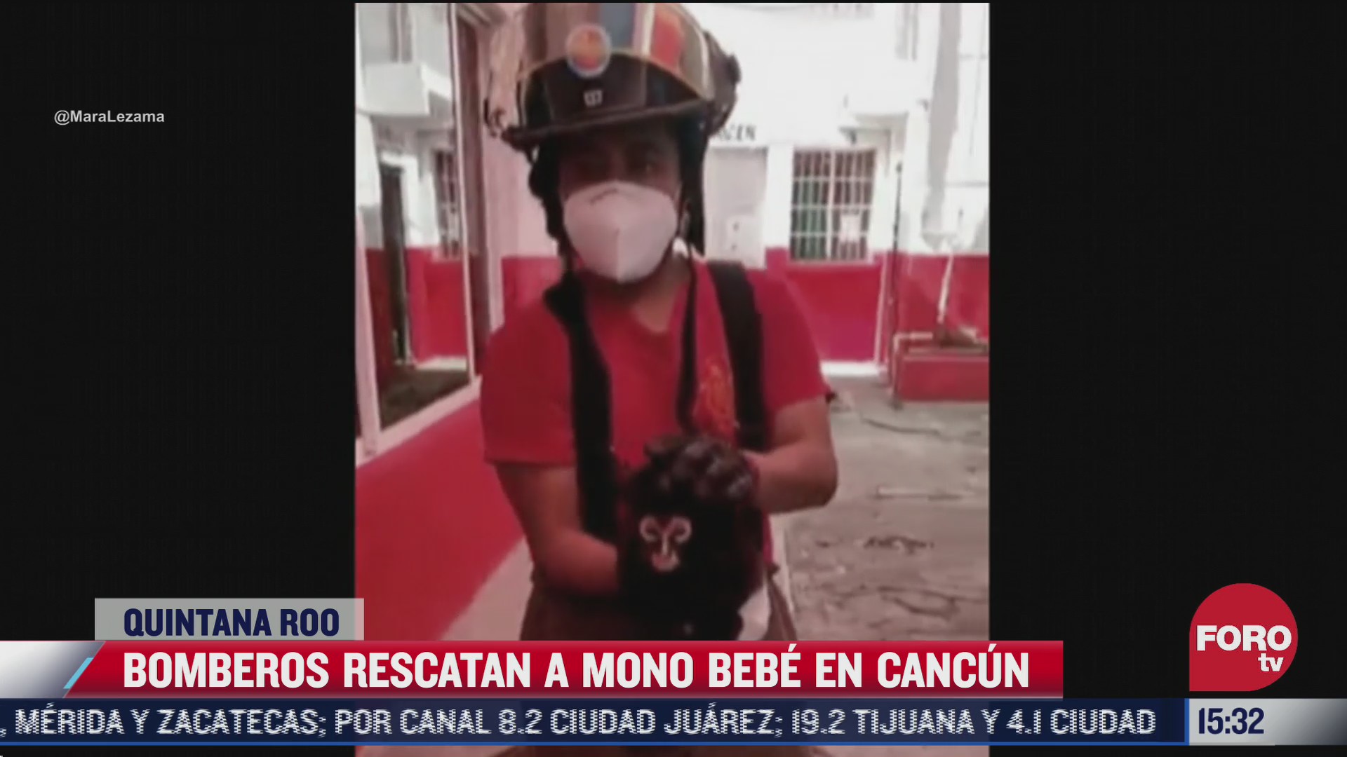 rescatan a mono bebe extraviado en calles de cancun quintana roo