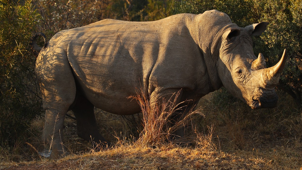 Cazadores furtivos matan 24 rinocerontes en las últimas dos semanas en Sudáfrica