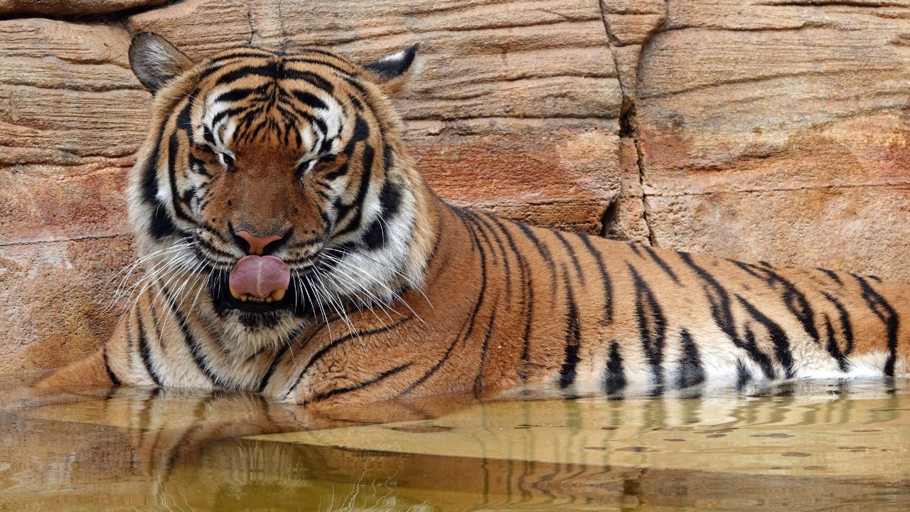 Policía mata a tigre que mordió brazo a hombre en zoológico de Florida