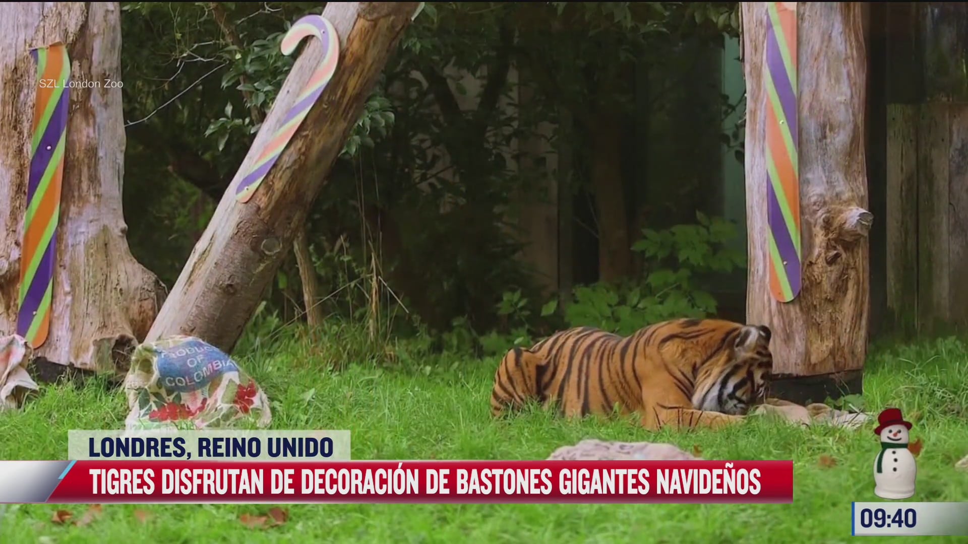 tigres disfrutan ambiente navideno en zoologico de londres