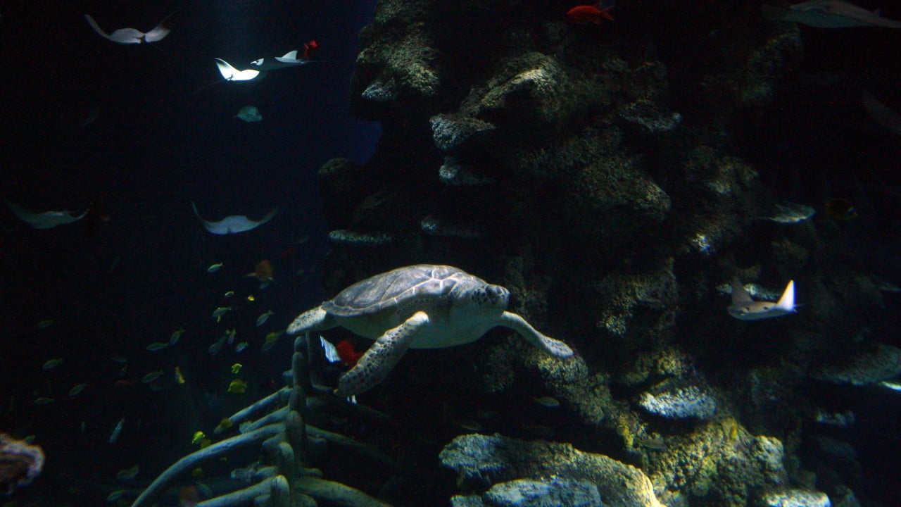Concluye temporada de anidación de tortuga marina blanca en Campeche