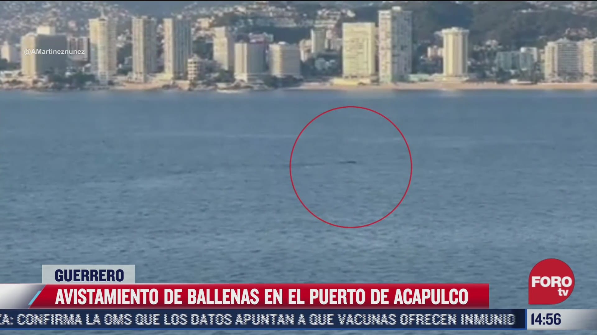 turistas avistan ballenas en acapulco