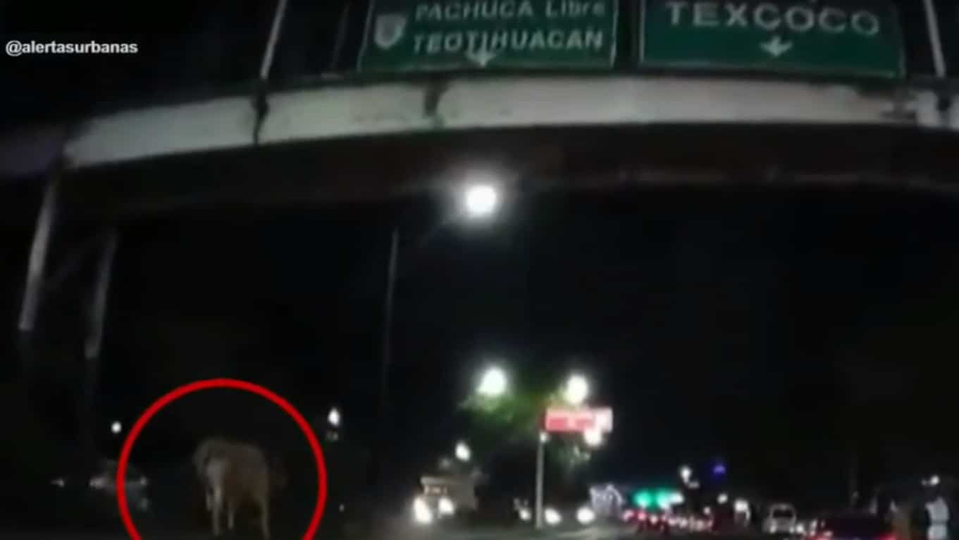 Video: Captan a una vaca corriendo en la Vía Morelos, en Ecatepec