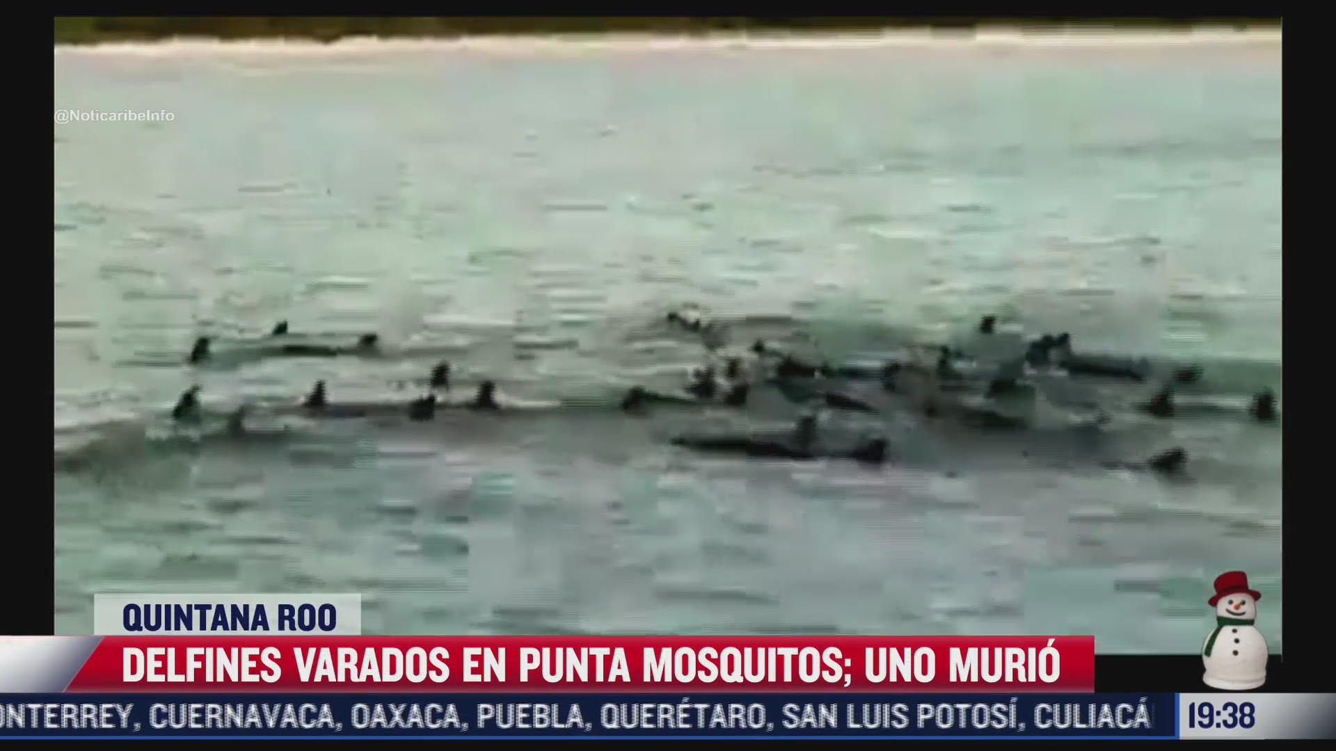 video captan a delfines varados en punta mosquito