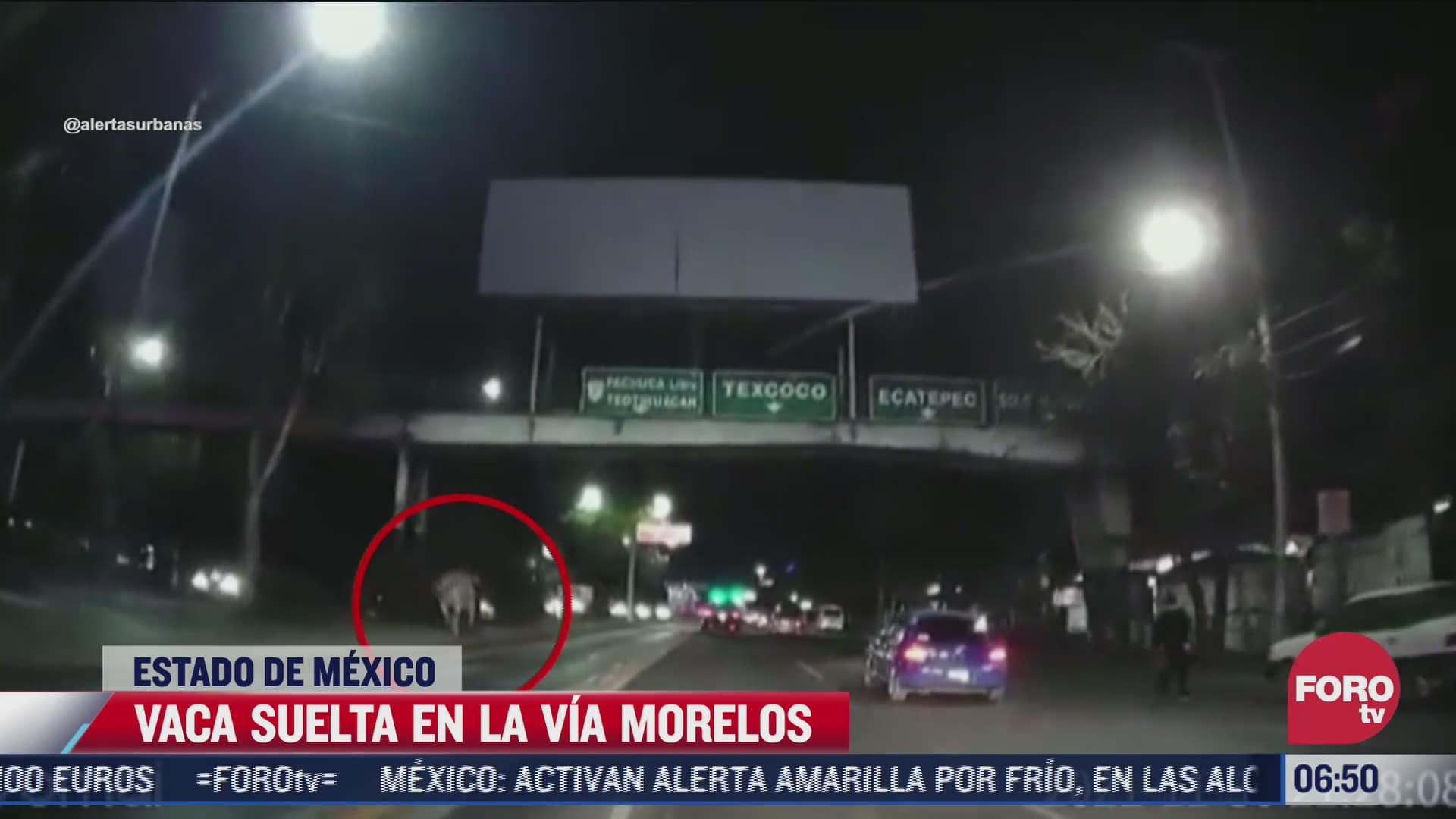 video cinco personas persiguen una vaca suelta en ecatepec estado de mexico