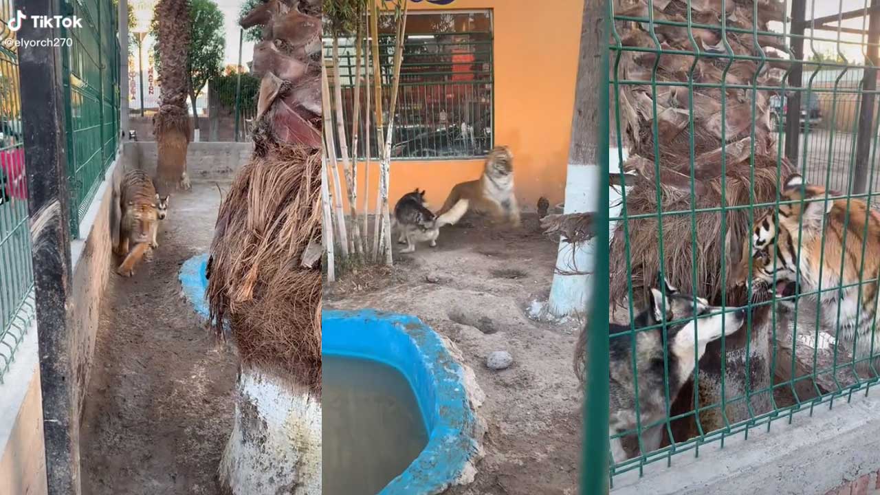 Video: Perrito persigue y asusta a majestuoso tigre