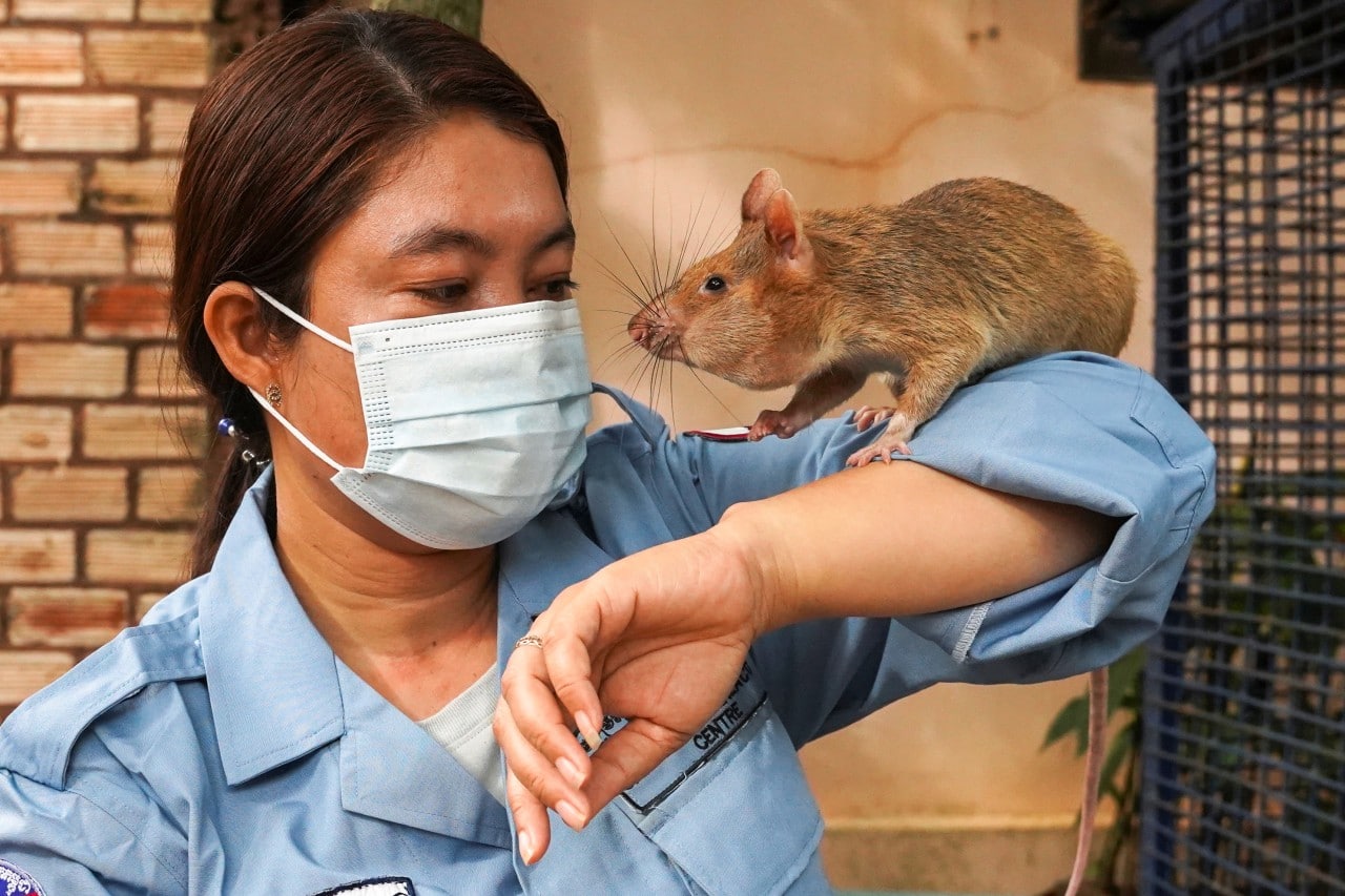 Fallece Magawa, la rata que encontraba minas con su olfato