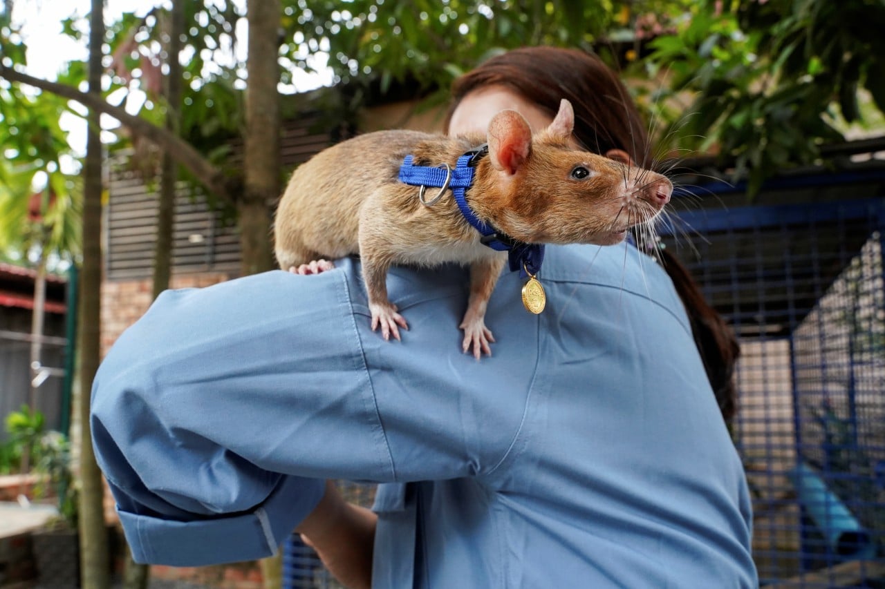 Fallece Magawa, la rata que encontraba minas con su olfato